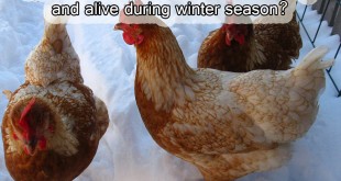 How you can keep your Chickens cozy and alive during winter season?