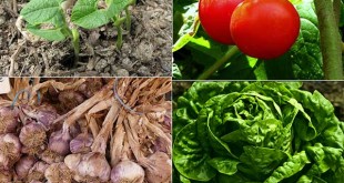 10 Most Cost Effective Vegetables To Grow