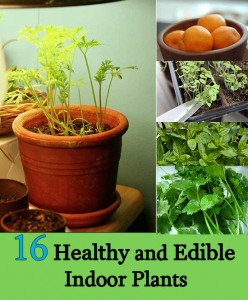 16 Healthy and Edible Indoor Plants - Home and Gardening Ideas