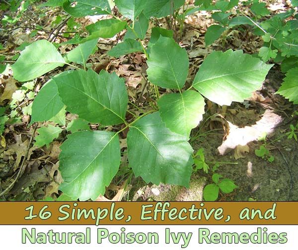 16 Simple Effective And Natural Poison Ivy Remedies Home And Gardening Ideas