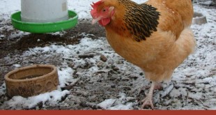 Keeping “Cooped Up” Chickens Warm in Winter