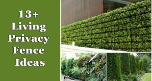 13 Living Privacy Fence Ideas