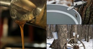 How to Make Maple Syrup