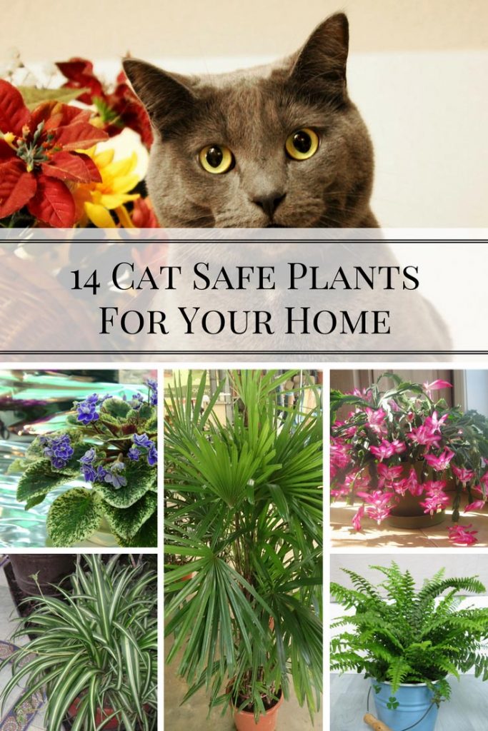 cat safe house plants low light