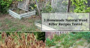 3 Homemade Natural Weed Killer Recipes Tested