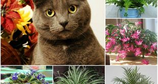 Cat Safe Plants For Your Home