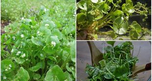 Home Vegetable Gardening - Growing Claytonia