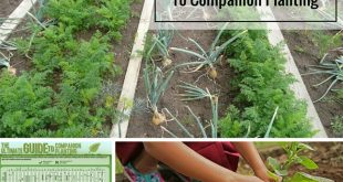 The Ultimate Guide To Companion Planting