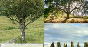 8 Common Medicinal Trees You Should Be Growing