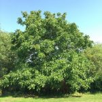 8 Common Medicinal Trees You Should Be Growing - Home and Gardening Ideas