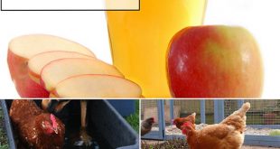 8 Ways Apple Cider Vinegar Can Help Care For Your Chickens