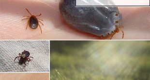 5 Way To Keep Ticks Out of Your Garden