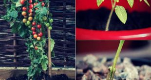 How To Grow Tomatoes And Potatoes On The Same Plant