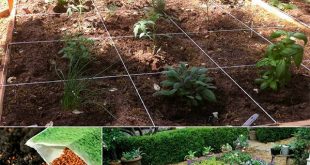 10 Steps to Planting Your Square Foot Garden