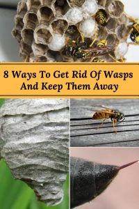 8 Ways to Get Rid of Wasps and Keep Them From Returning - Home and ...