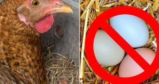 6 Common Reasons Why Your Hens Stop Laying