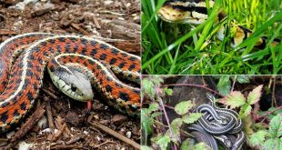 7 Ways To Keep Snakes Out of Your Home and Garden