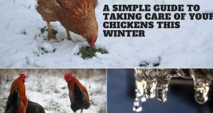 A Simple Guide to Taking Care of Your Chickens This Winter