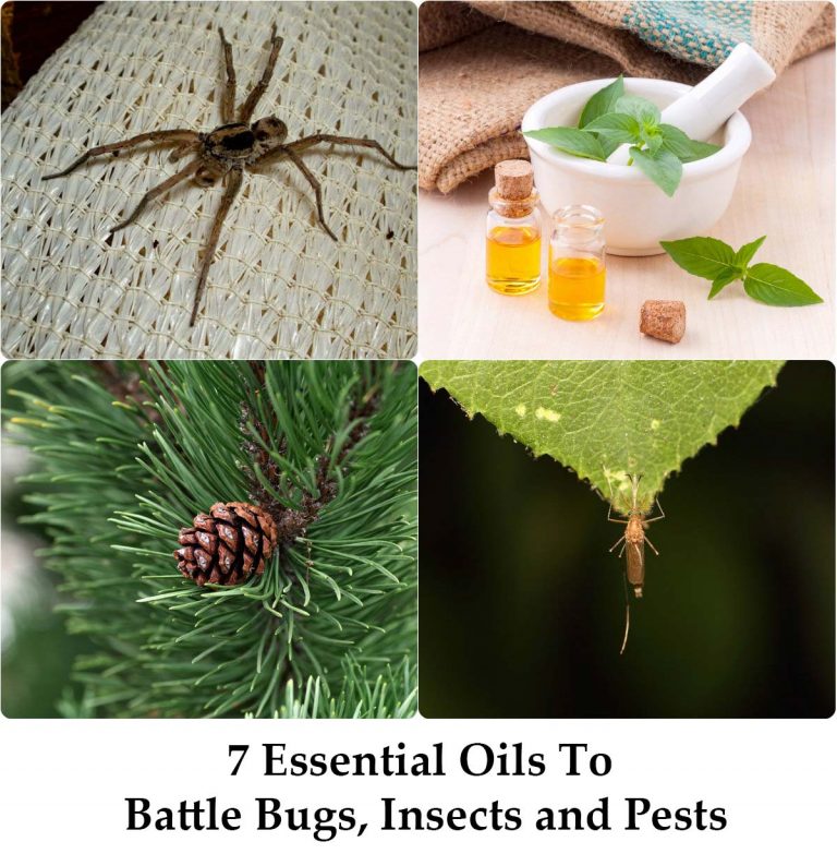 7 Essential Oils To Battle Bugs, Insects And Pests - Home And Gardening ...