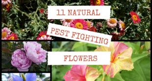 11 Natural Pest Fighting Flowers