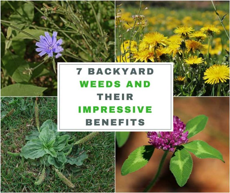 7 Backyard Weeds and Their Impressive Benefits - Home and Gardening Ideas