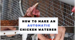 Making an Automatic Chicken Waterer