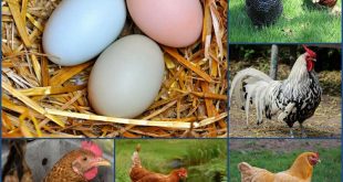 Which Chicken Breeds Are The Best Egg Layers