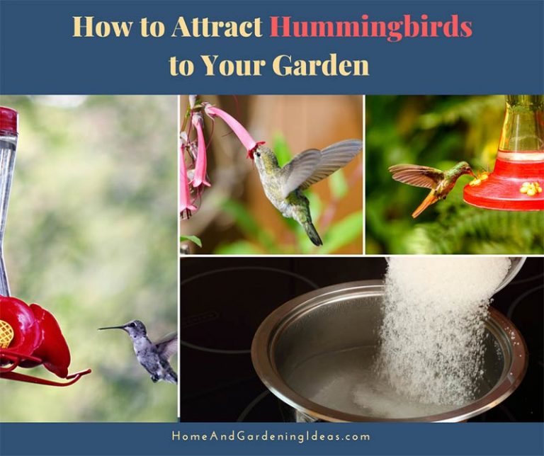 Guide To Attracting Hummingbirds To Your Garden Home And Gardening Ideas