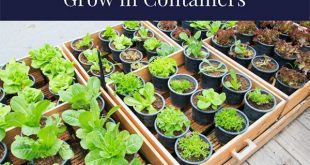 Top 11 Vegetable Plants To Grow in Containers