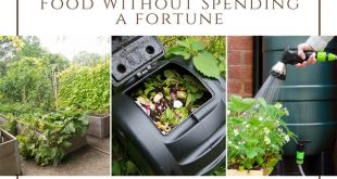 9 Ways to Grow More Food Without Spending a fortune