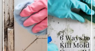 6 Ways to Kill Mold Naturally