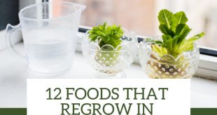 Foods that Regrow in Water