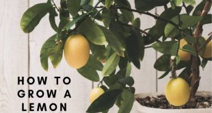 How To Grow A Lemon Tree In A Pot