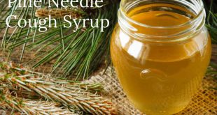 Homemade Pine Needle Cough Syrup