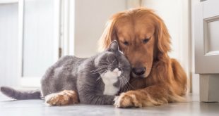 Natural Home Remedies For Your Pets