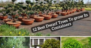 12 Best Dwarf Trees To grow In Containers