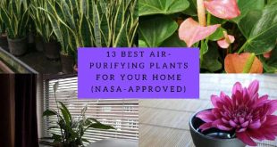 13 Best Air-Purifying Plants For Your Home (NASA-Approved)