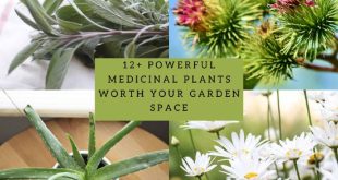 Powerful Medicinal Plants Worth Your Garden Space