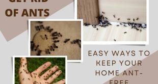 How to get rid of ants