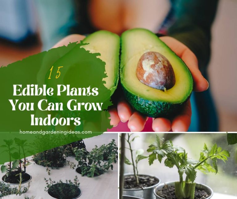 Edible Plants You Can Grow Indoors Home And Gardening Ideas 