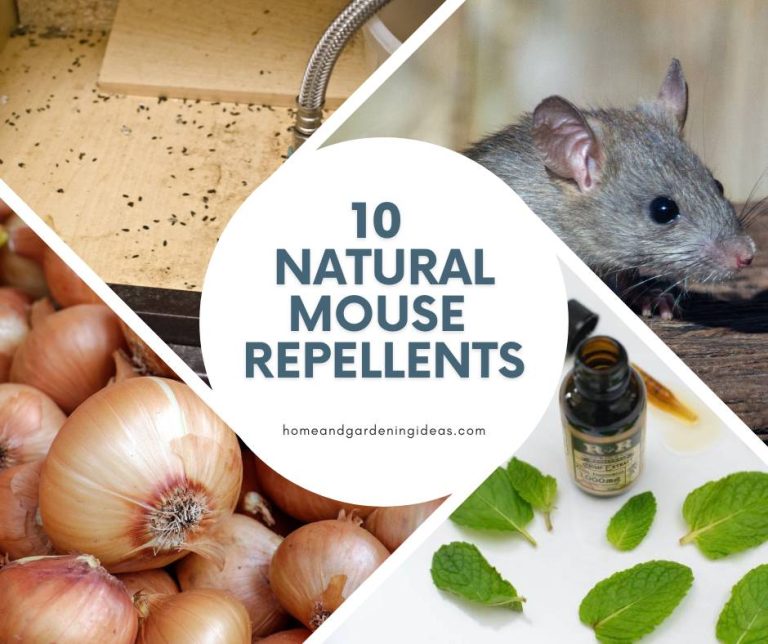 10 Natural Mouse Repellents - Home and Gardening Ideas