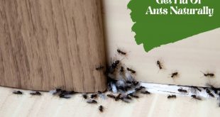 Ants Be Gone 20+ Safe and Simple Ways to Keep Your Home Pest-Free