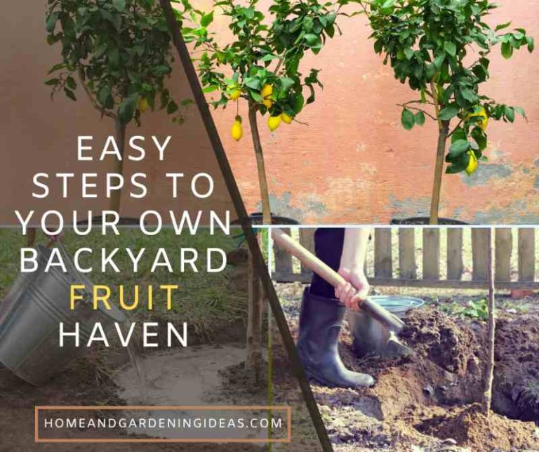 Easy Steps to Your Own Backyard Fruit Haven - Home and Gardening Ideas