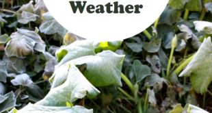 15 Hardy Vegetables That Thrive in Cold Temperatures