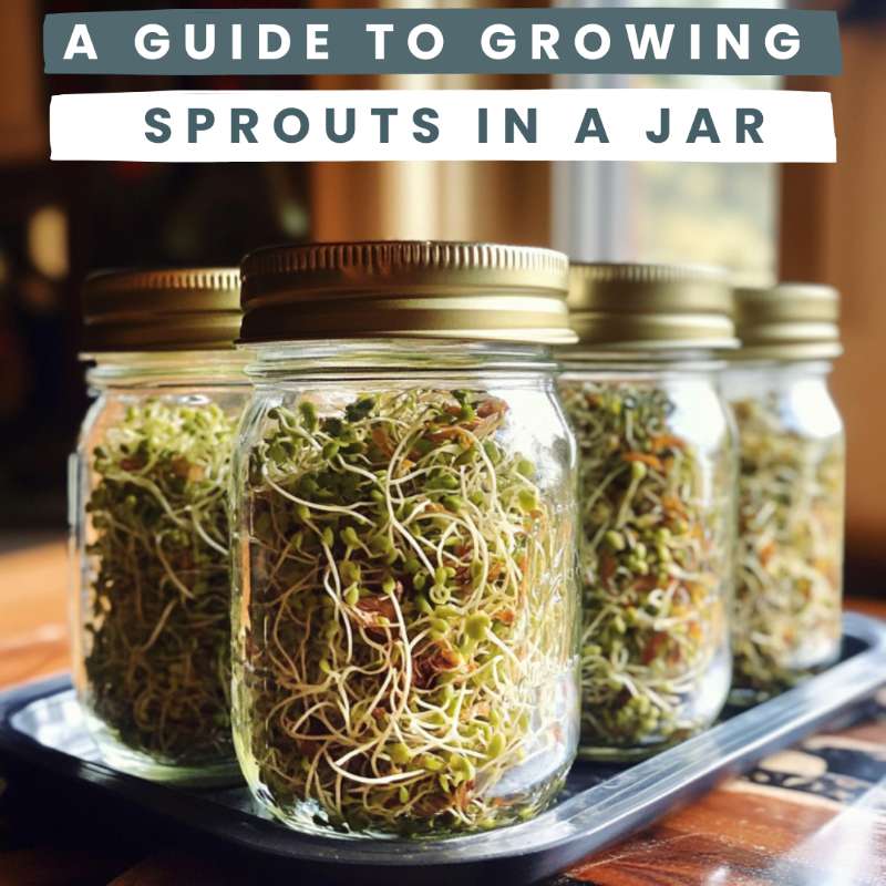 A Guide to Growing Sprouts in a Jar