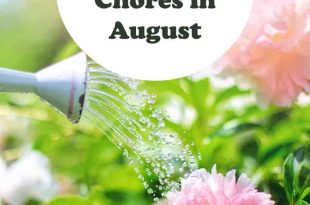 10 Must-Do Garden Chores in August